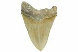 Serrated, Fossil Megalodon Tooth - North Carolina #367915-2